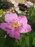 Foxi Pavement rose photo