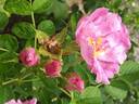 Foxi Pavement rose photo
