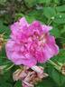 Foxi Pavement rose photo