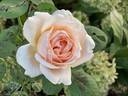 Antico Amore rose photo
