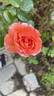 Anglia Love rose photo
