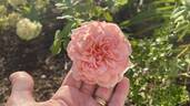 Francis Blaise ® rose photo