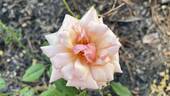 Gruss an Coburg rose photo