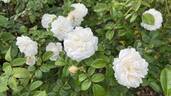 Summer Memories rose photo