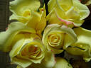 Florida® rose photo