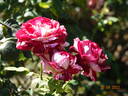 Julio Iglesias rose photo