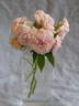 Annie Laurie McDowell rose photo