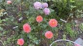 Anglia Love rose photo