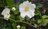 Cherokee Rose rose photo