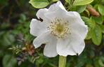 Cherokee Rose rose photo