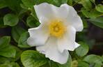 Cherokee Rose rose photo