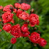 Orange Triumph rose photo