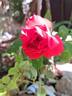 Cherry Girl rose photo