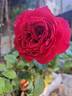 Cherry Girl rose photo