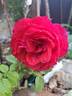Cherry Girl rose photo
