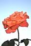 Maria Stern rose photo