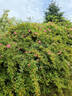 Centre Stage rose photo