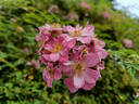 Centre Stage rose photo