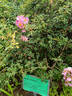 Centre Stage rose photo