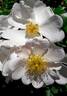 <i>R. arvensis</i> Huds. rose photo