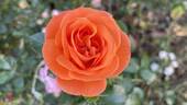 Mango Veranda ® rose photo