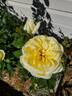 Eternal Flame rose photo