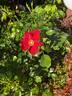 Alexander von Humboldt ® rose photo