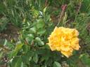 Ferka rose photo