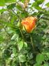 Ferka rose photo