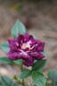 Diamond Eyes rose photo