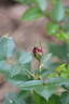 Diamond Eyes rose photo