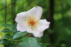 The Simple Life rose photo
