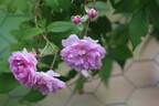 Anna Coi rose photo