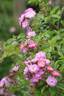 Donaunymphe rose photo