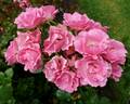 Roselina rose photo