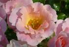 Roselina rose photo