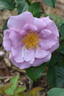 Blueberry Hill ™ rose photo
