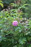 Anna Coi rose photo