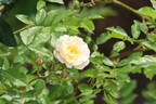 Goldfinch rose photo