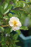 Goldfinch rose photo