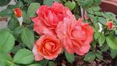 Vedette® rose photo