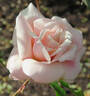 Courier rose photo