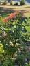 Brenda Viney rose photo