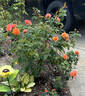 Brenda Viney rose photo