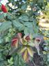 Brenda Viney rose photo