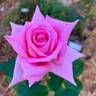 Anne Letts rose photo