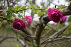 Blackboy rose photo