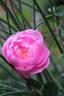 Skylark rose photo