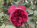 Pink Traviata rose photo