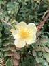 R. xanthina spontanea rose photo